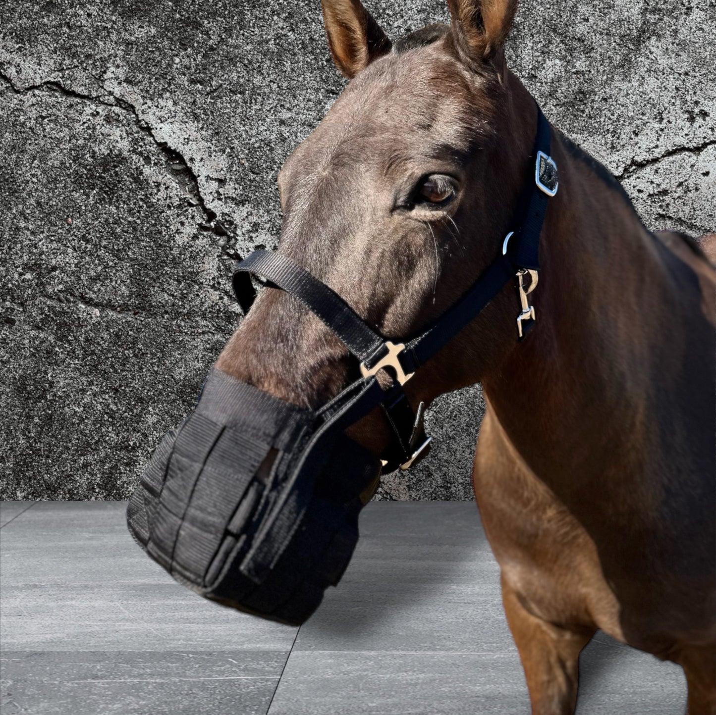 Muzzle with halter