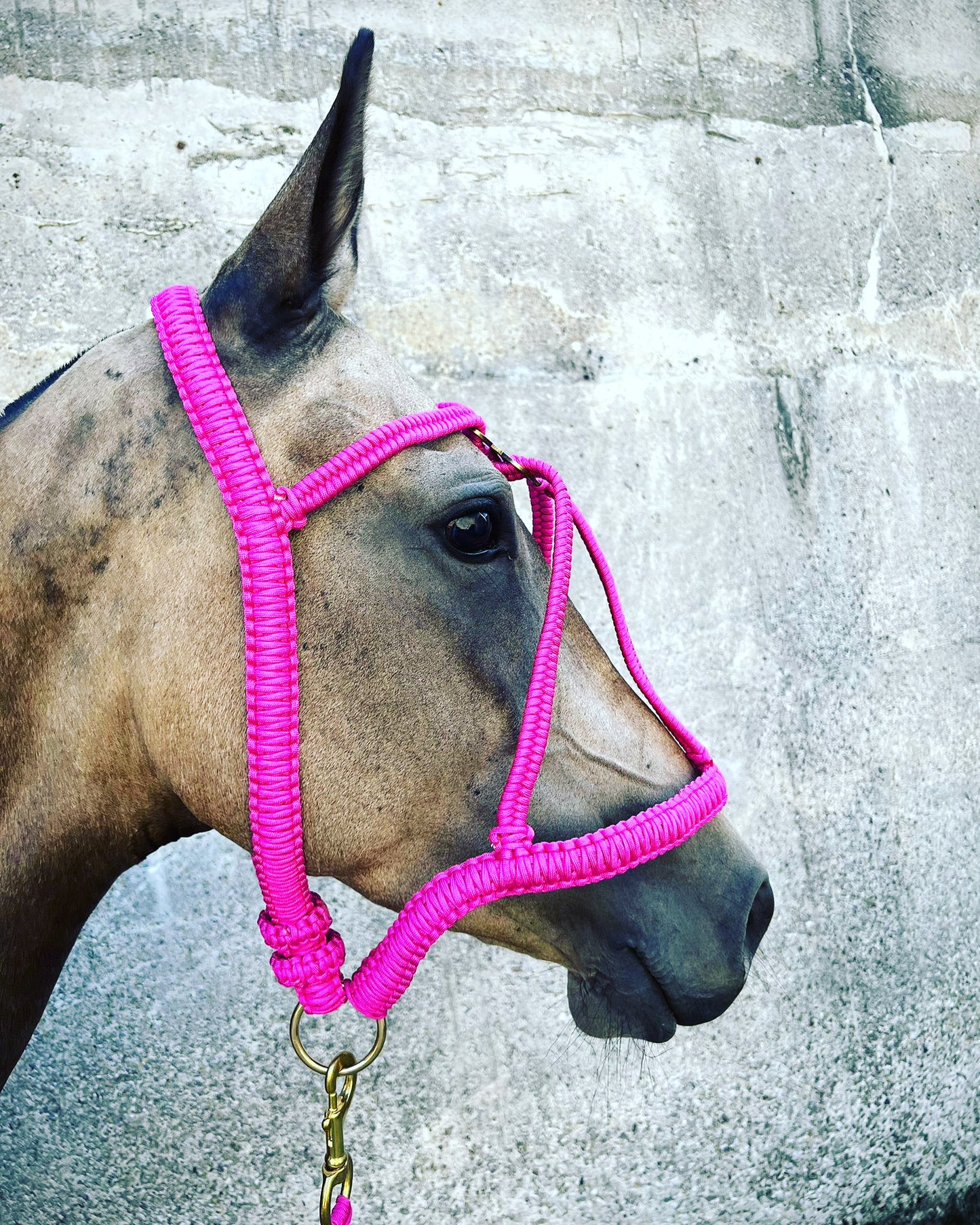 Cabestro de paracord de lujo